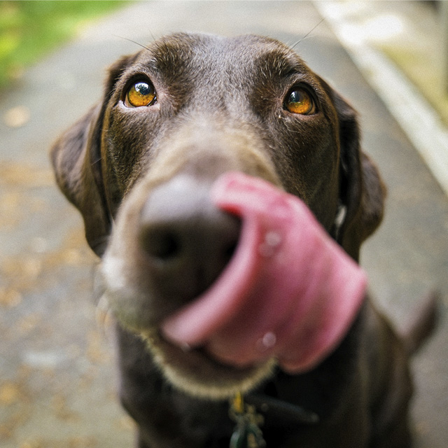 Dog licking sales stories